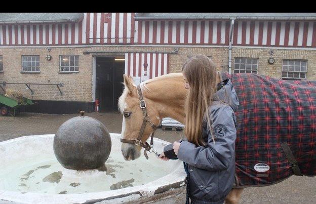 Palomino Fortunens Logo billede 16