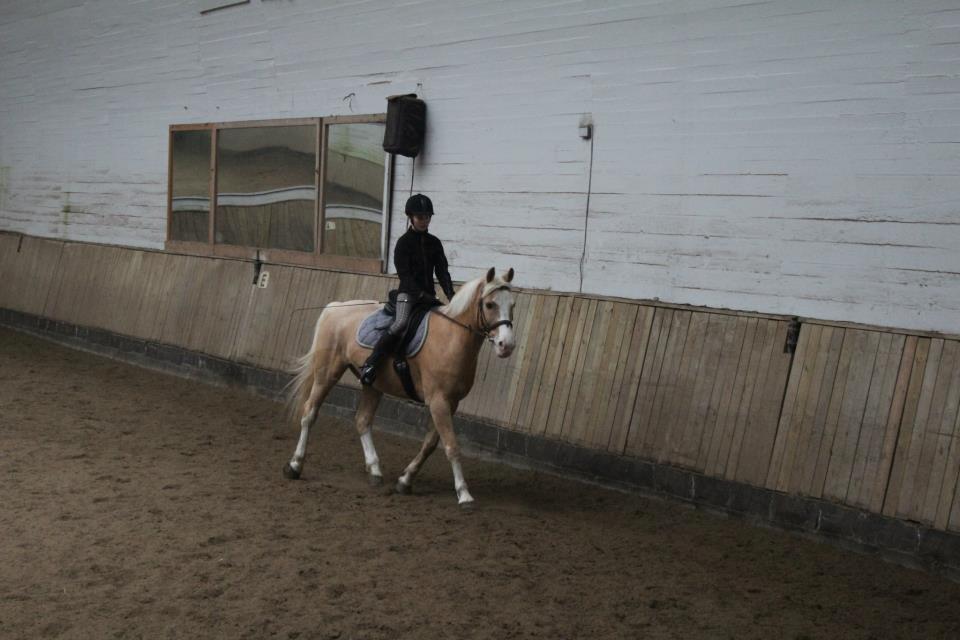 Palomino Fortunens Logo billede 17