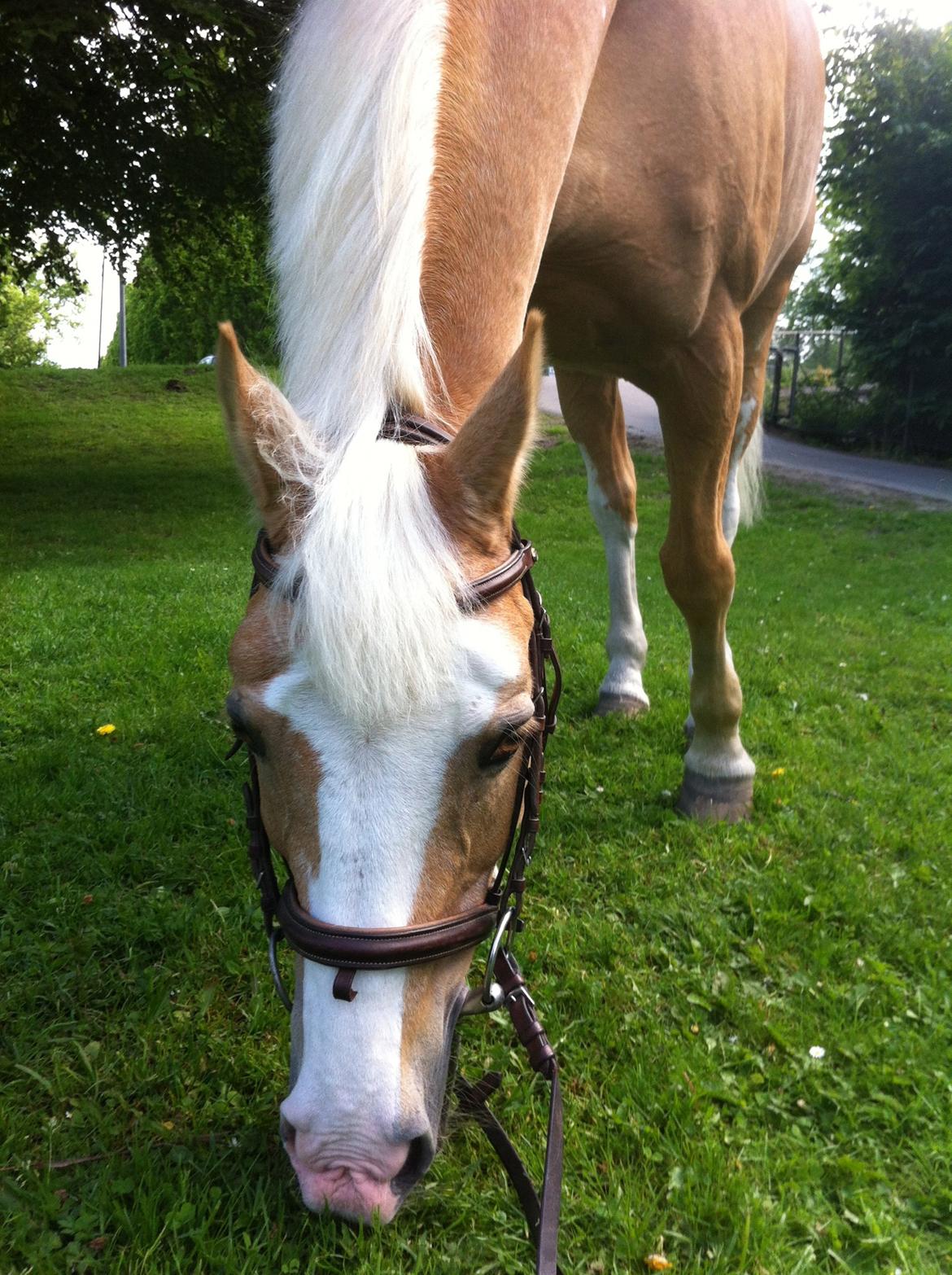 Palomino Fortunens Logo billede 19
