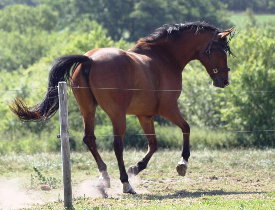 Dansk Varmblod Painters Aleks billede 12