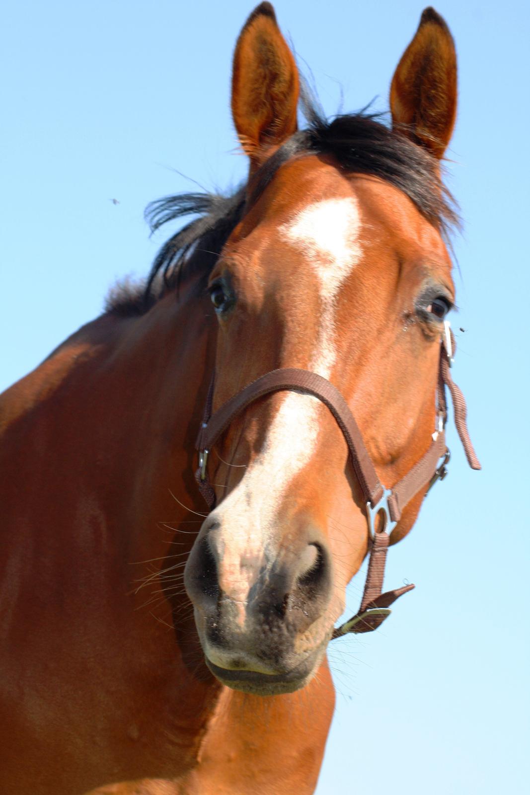 Dansk Varmblod Painters Aleks billede 13