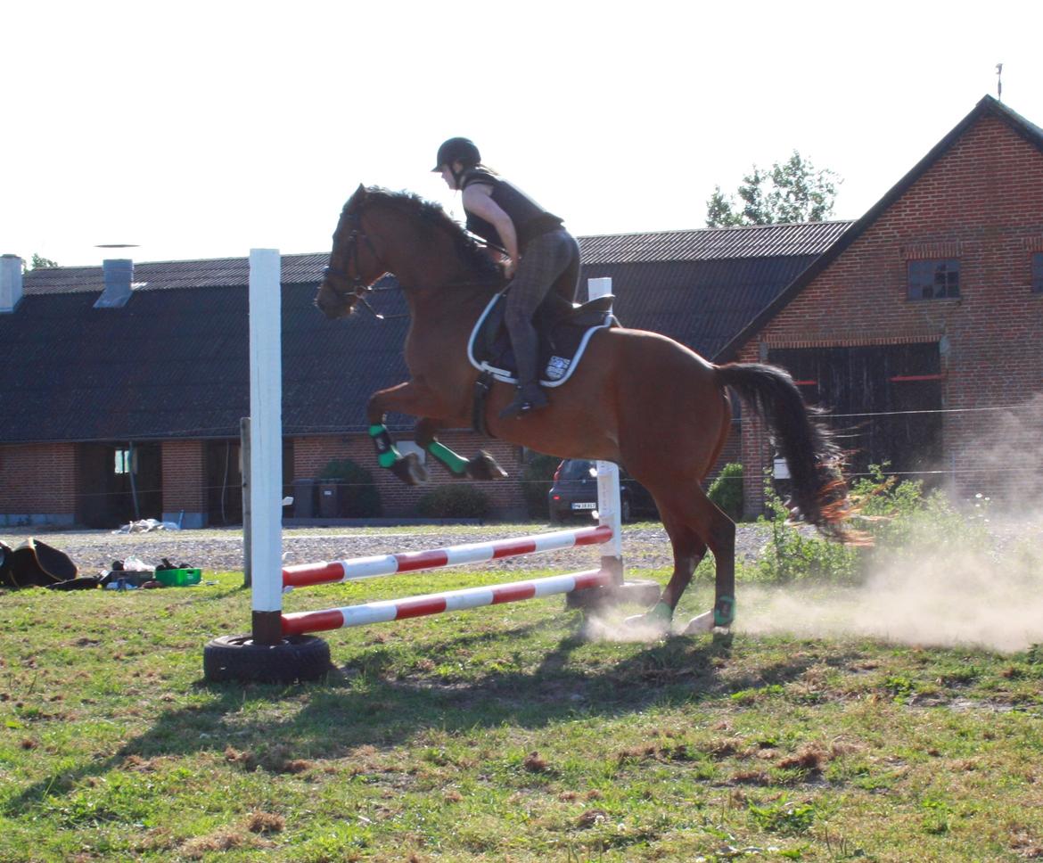 Dansk Varmblod Painters Aleks billede 14