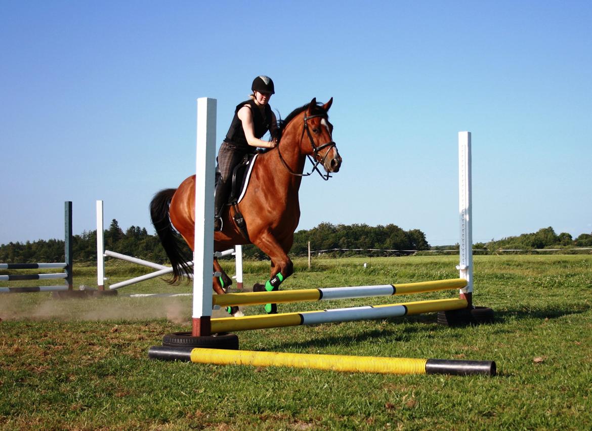 Dansk Varmblod Painters Aleks billede 15