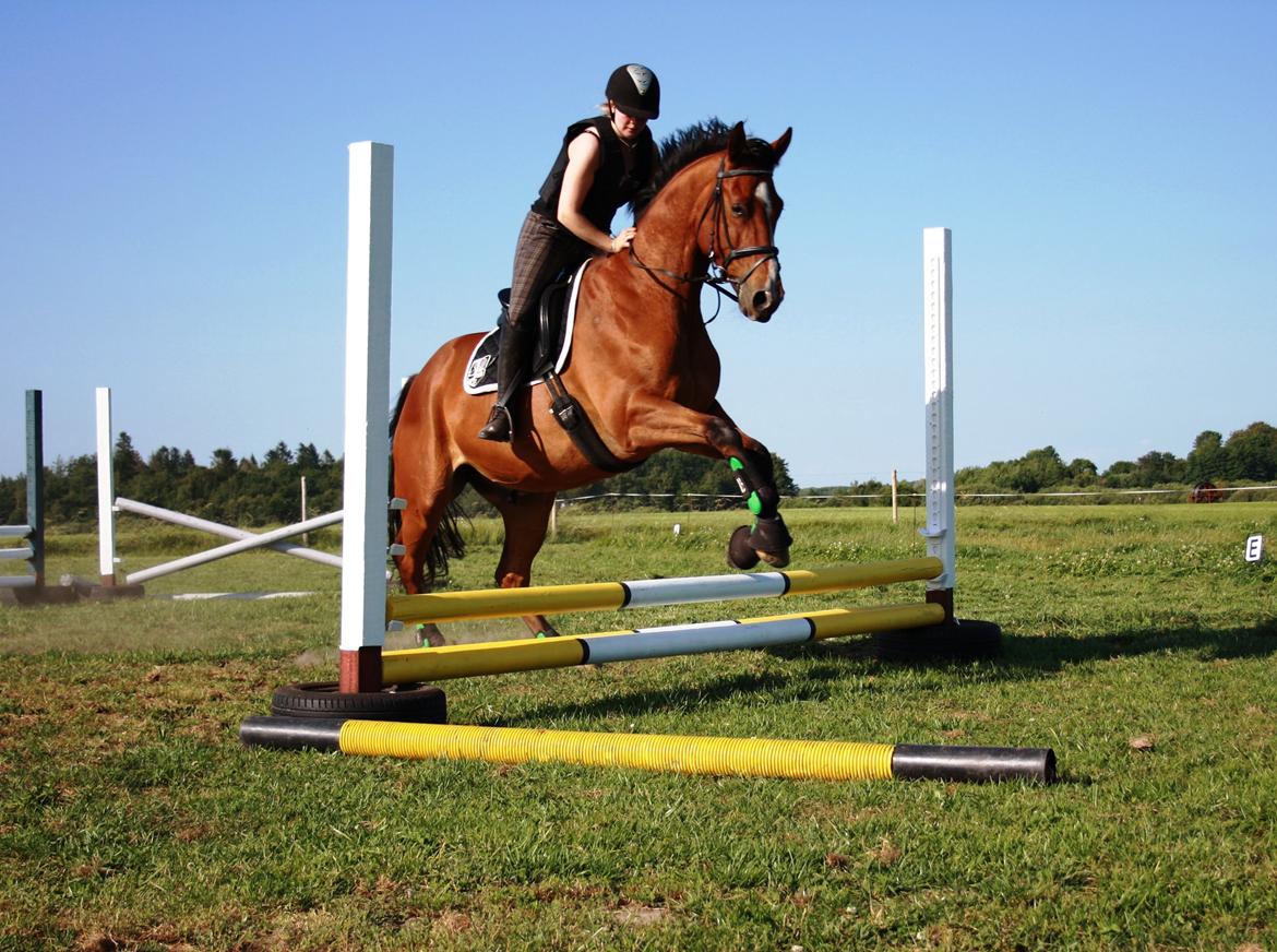 Dansk Varmblod Painters Aleks billede 16