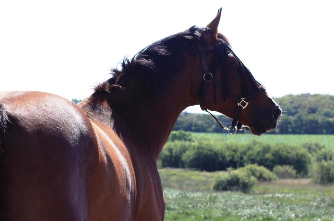 Dansk Varmblod Painters Aleks billede 17