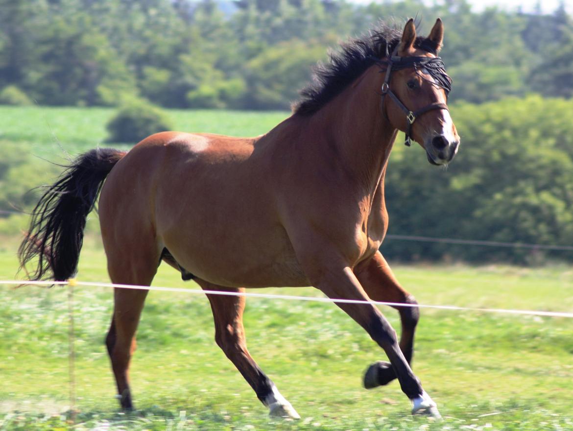 Dansk Varmblod Painters Aleks billede 18