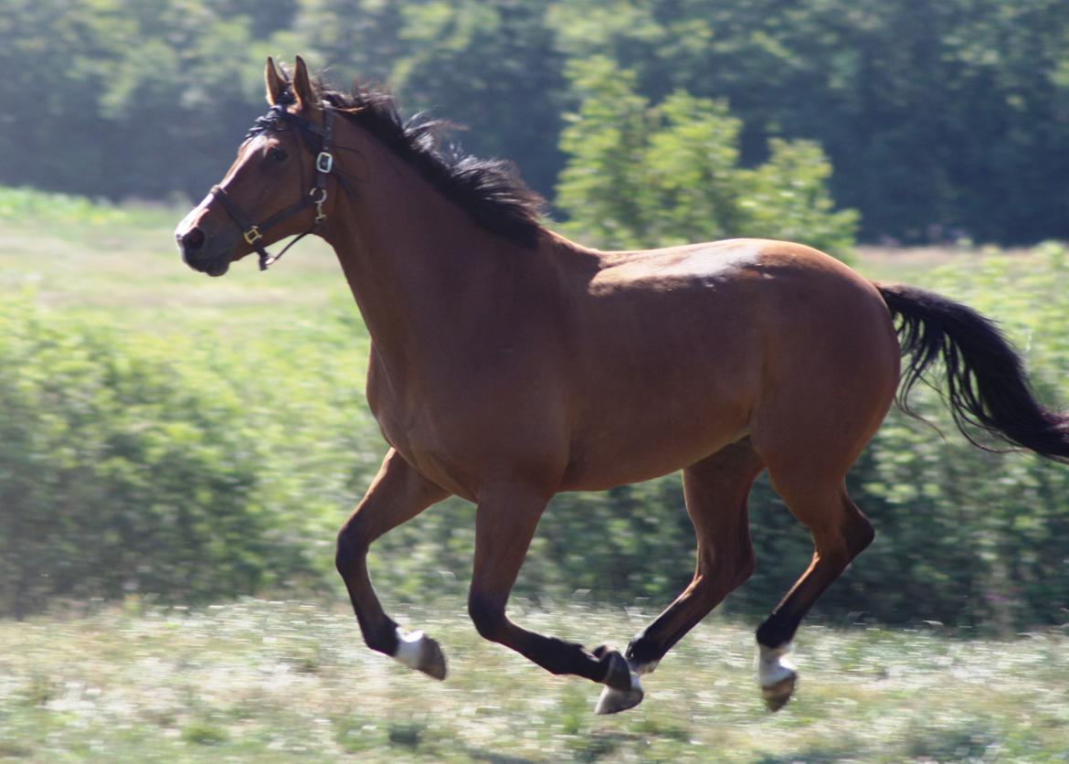 Dansk Varmblod Painters Aleks billede 19