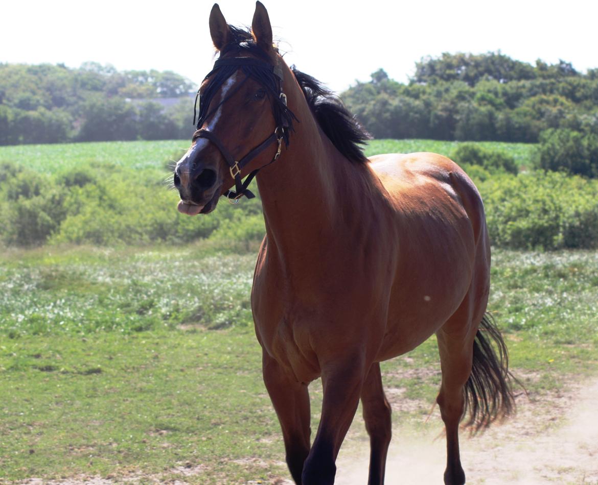 Dansk Varmblod Painters Aleks billede 20