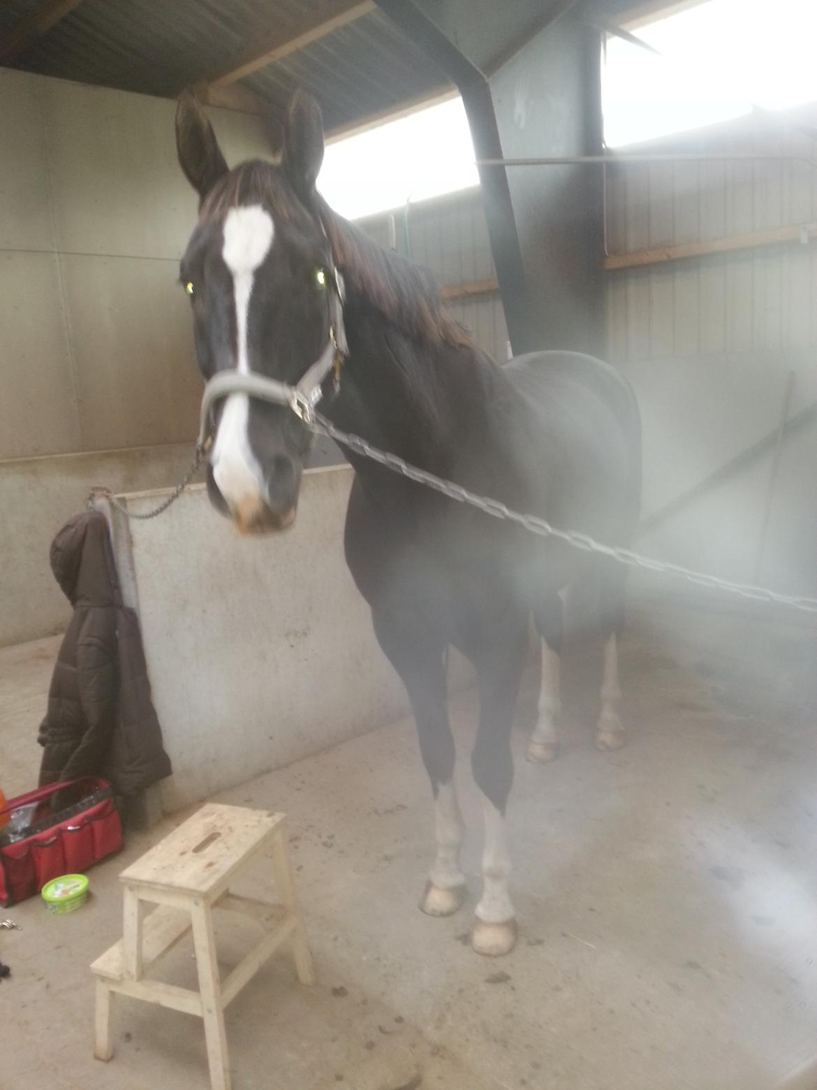 Anden særlig race No Black Boy billede 12