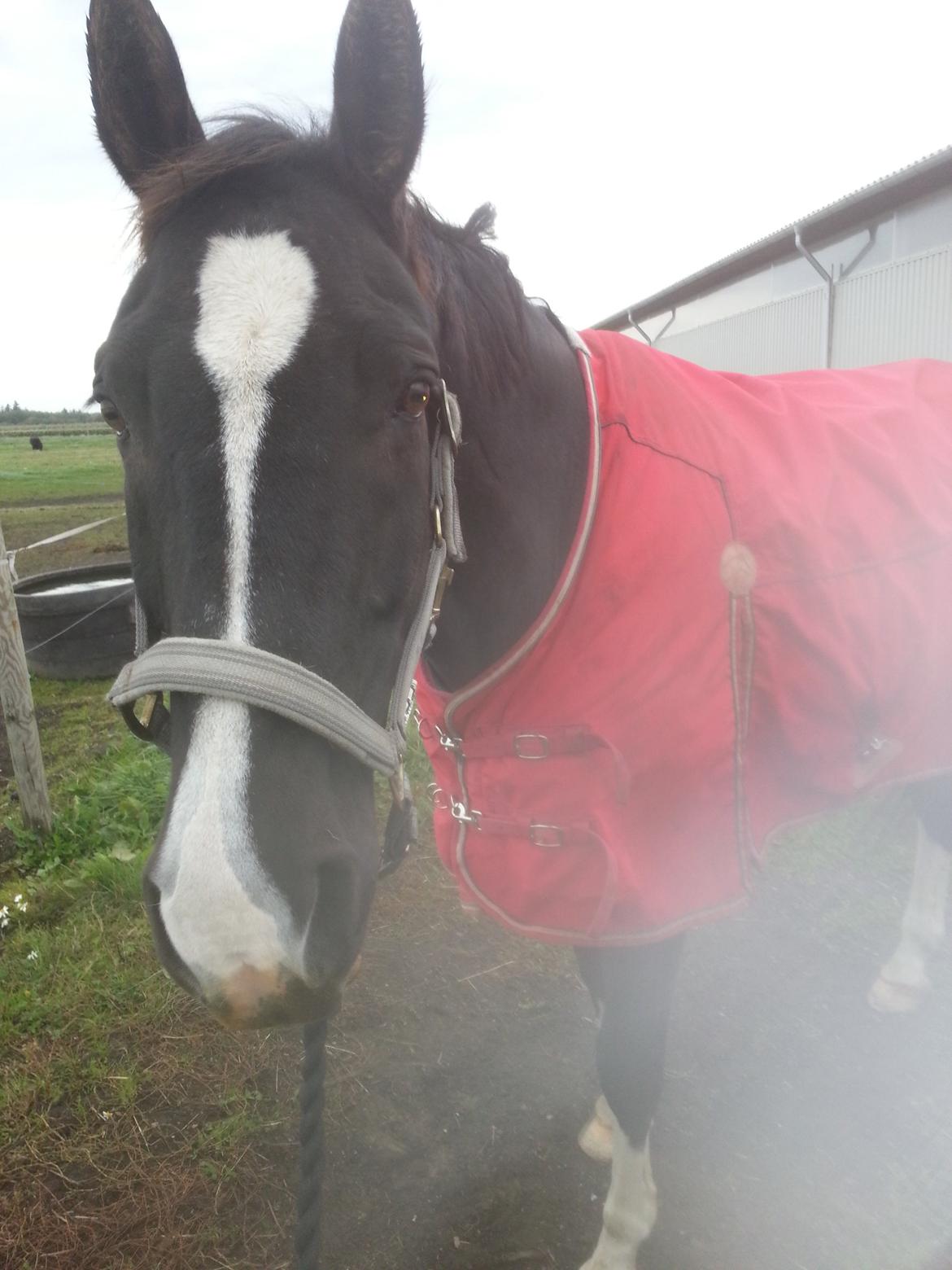 Anden særlig race No Black Boy billede 13