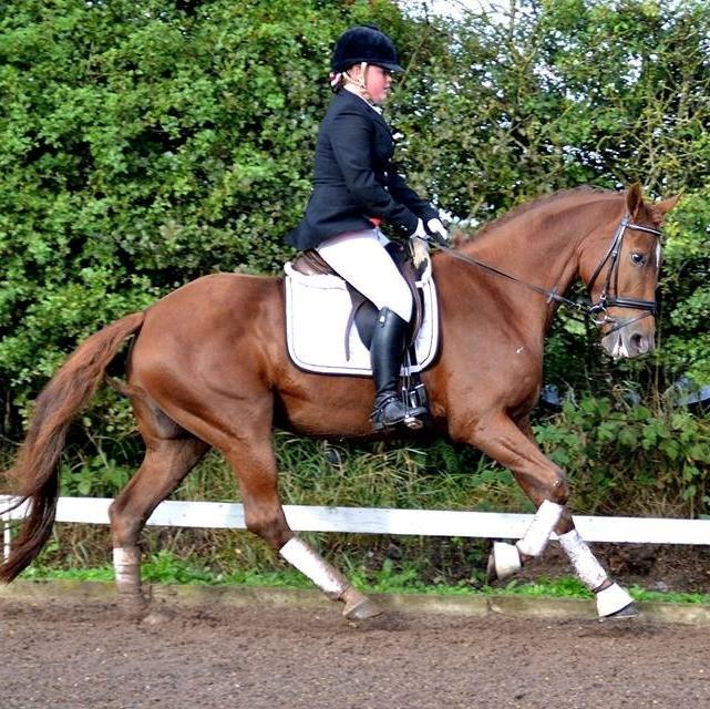 Dansk Varmblod Shipira billede 14