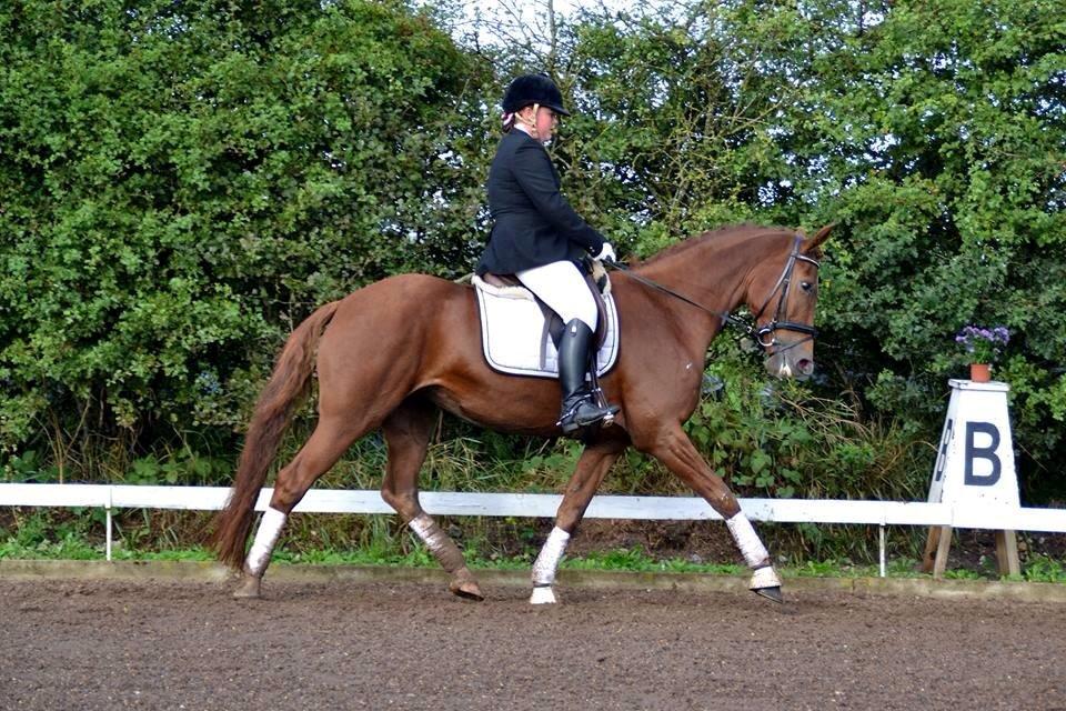 Dansk Varmblod Shipira billede 15