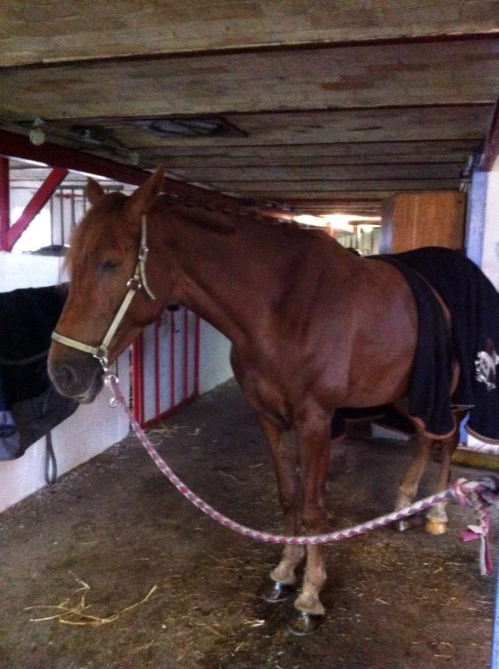 Dansk Varmblod Shipira billede 18