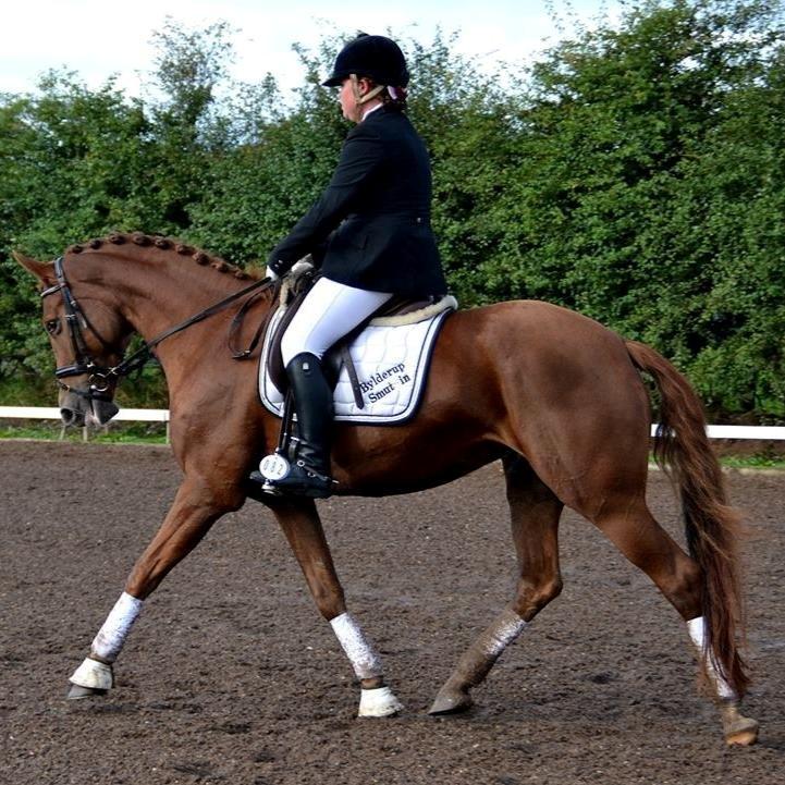 Dansk Varmblod Shipira billede 19