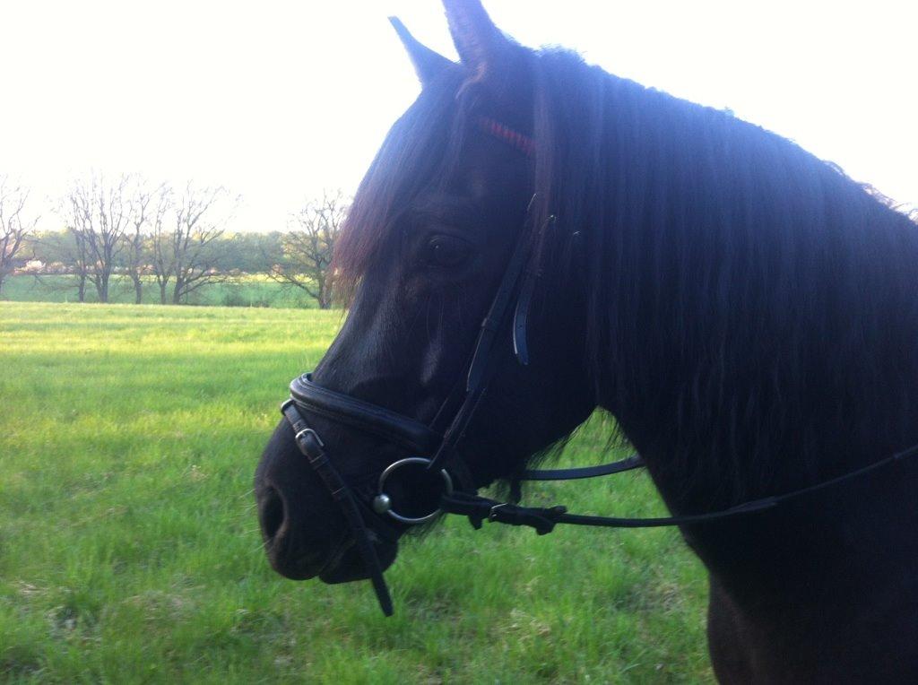 New Forest Gay Count Zidan - hygger efter dejlig tur på travbanen, med lange skridt<3 billede 1