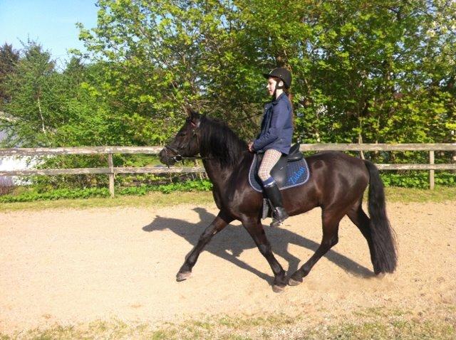 New Forest Gay Count Zidan - det bedste ved travbanen er de laange skridt! billede 19