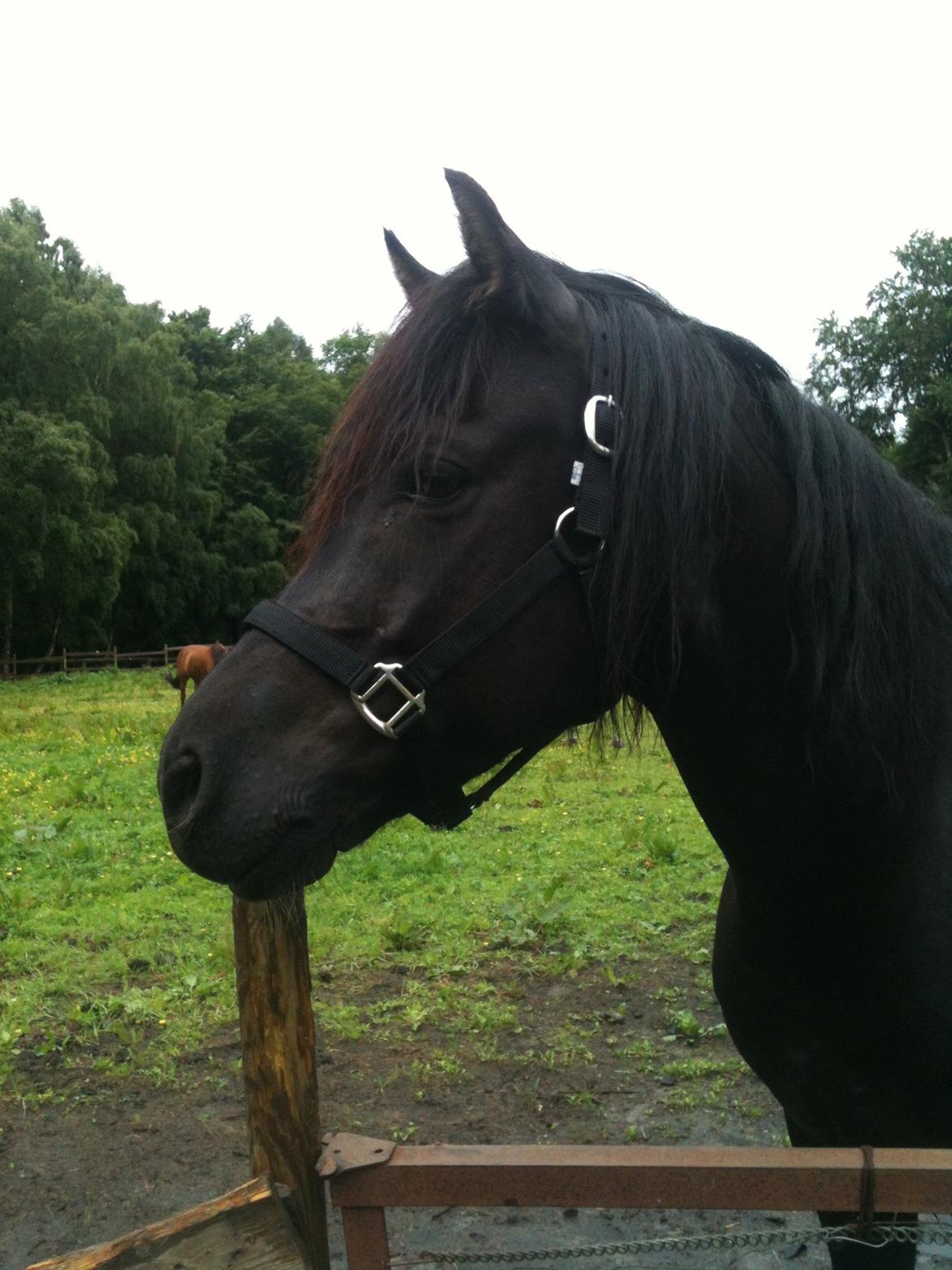 New Forest Gay Count Zidan billede 20