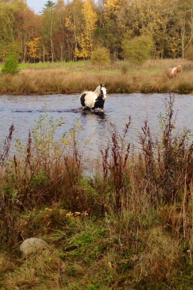 Irish Cob Sif billede 7