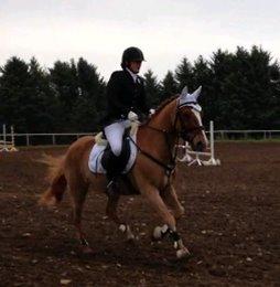 Anden særlig race Ning billede 3