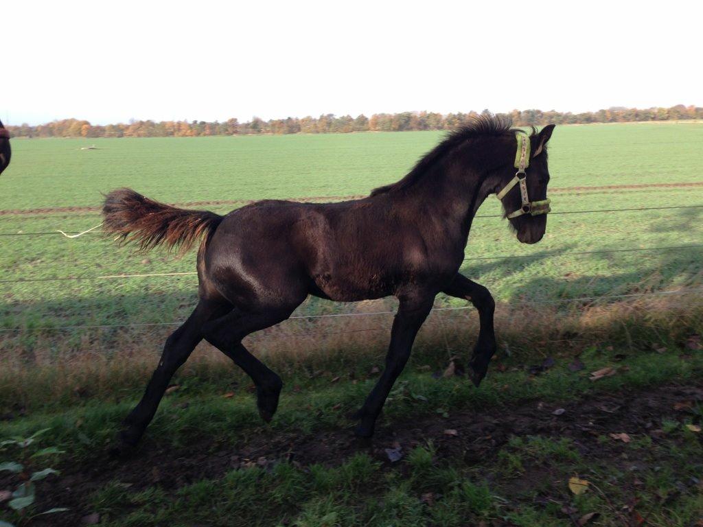 Frieser cardo.   solgt  billede 5