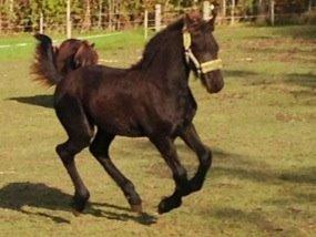 Frieser cardo.   solgt  billede 6