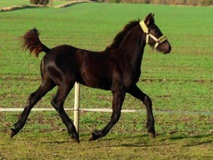 Frieser cardo.   solgt  billede 8