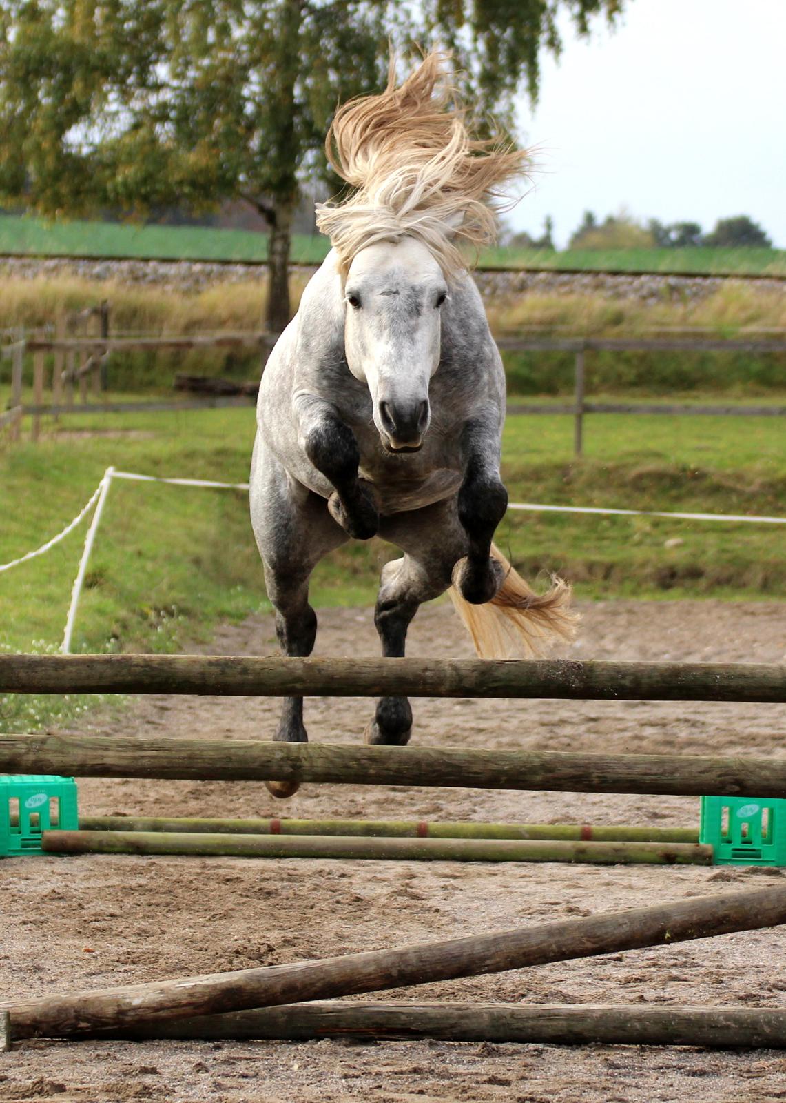 Connemara BELL PRINCE - 1. Klasse Avls Hingst ''Prins'' billede 10