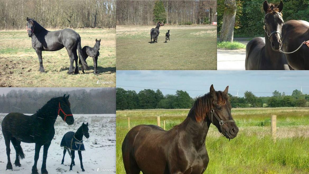 Frieser Antsje van de Martini - Antsjes udvikling billede 3