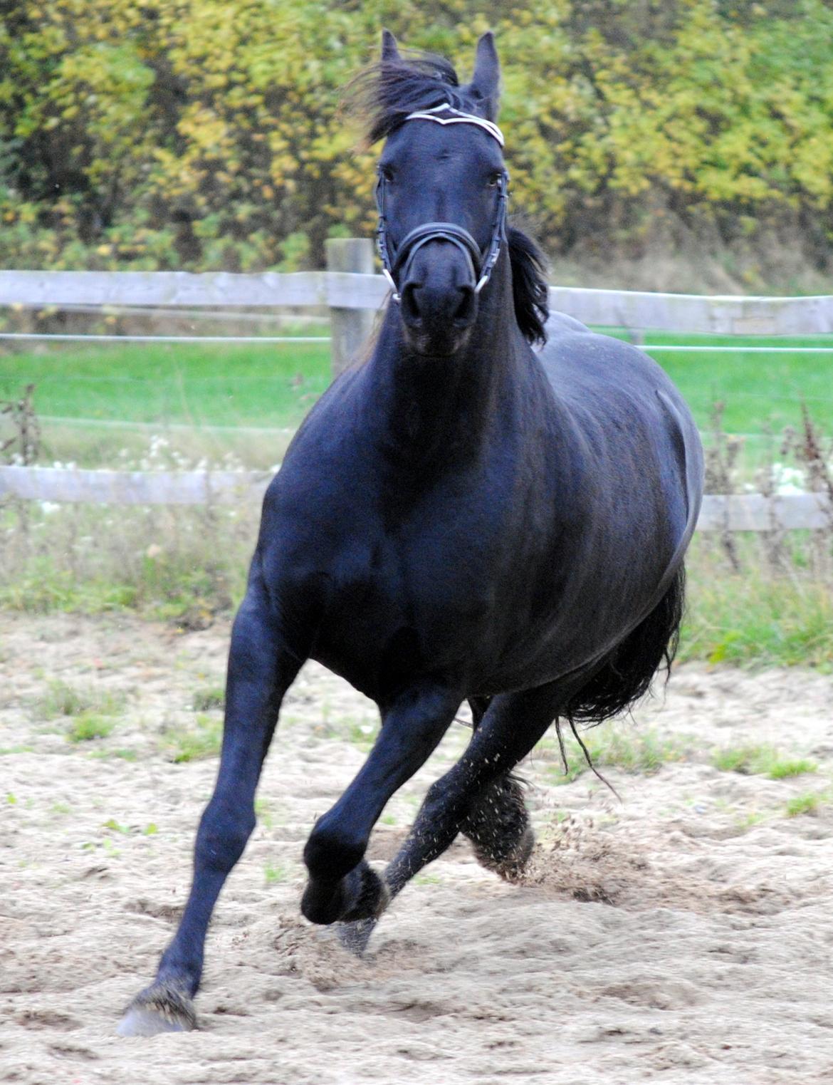 Frieser Antsje van de Martini billede 9