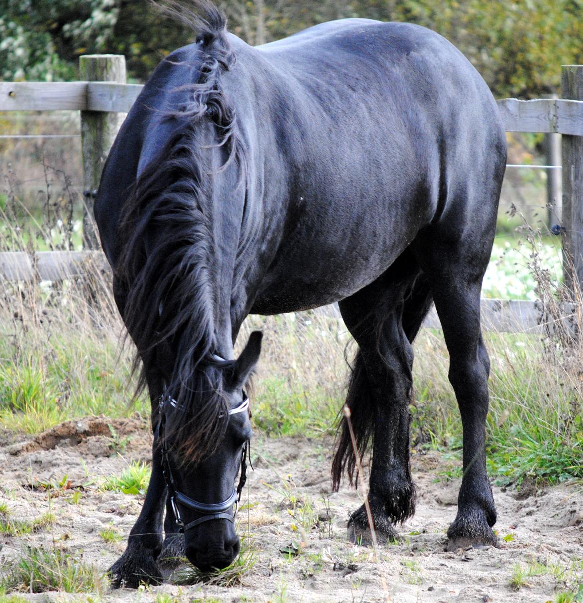 Frieser Antsje van de Martini billede 7