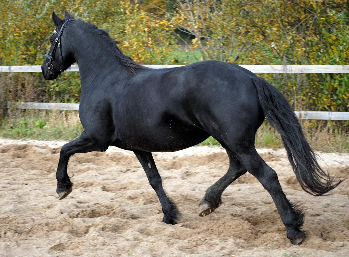 Frieser Antsje van de Martini billede 5