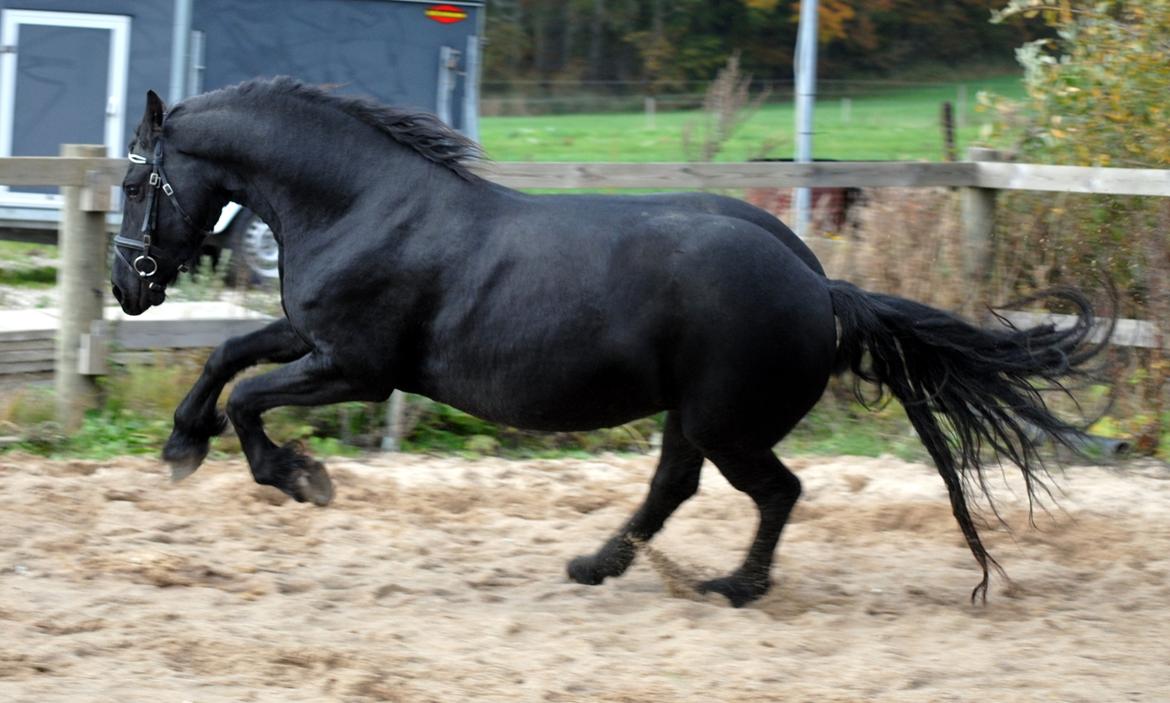 Frieser Antsje van de Martini billede 8
