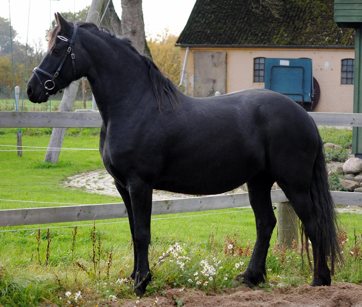 Frieser Antsje van de Martini billede 11
