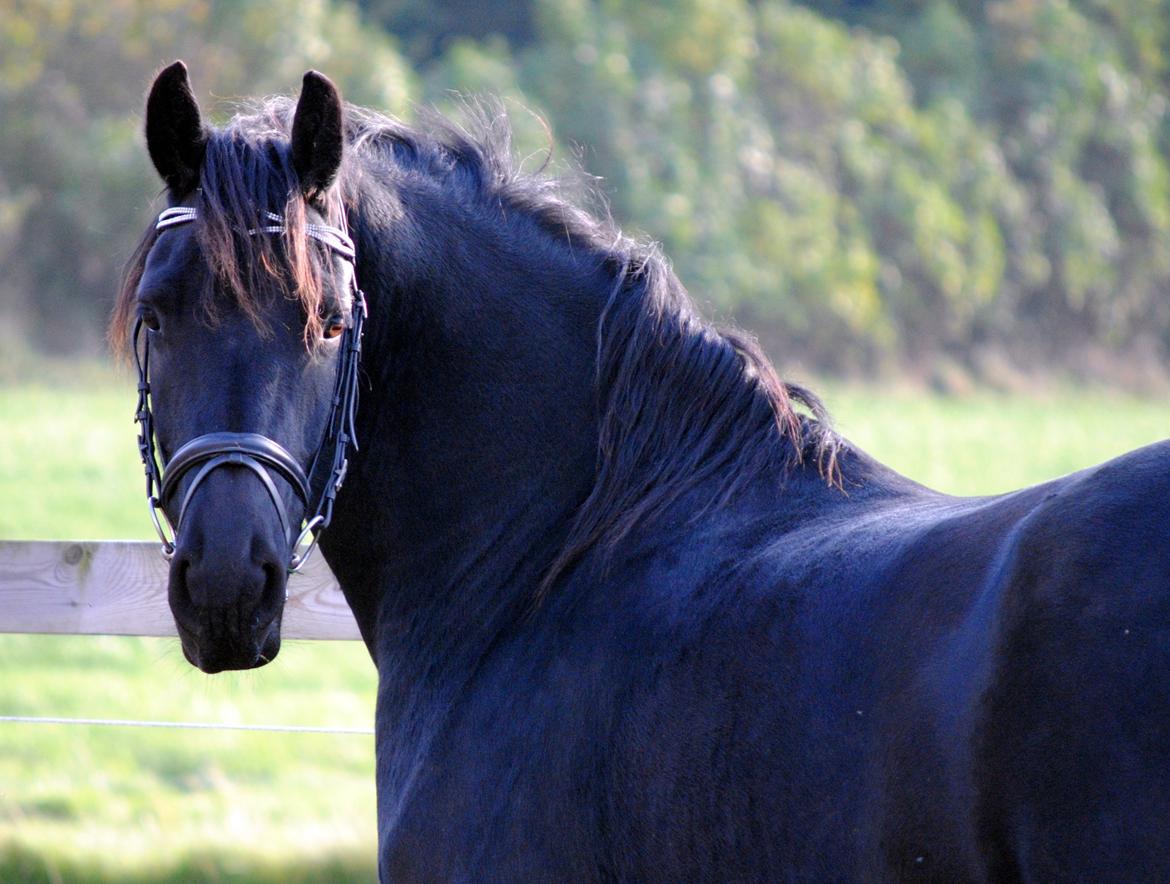 Frieser Antsje van de Martini billede 12