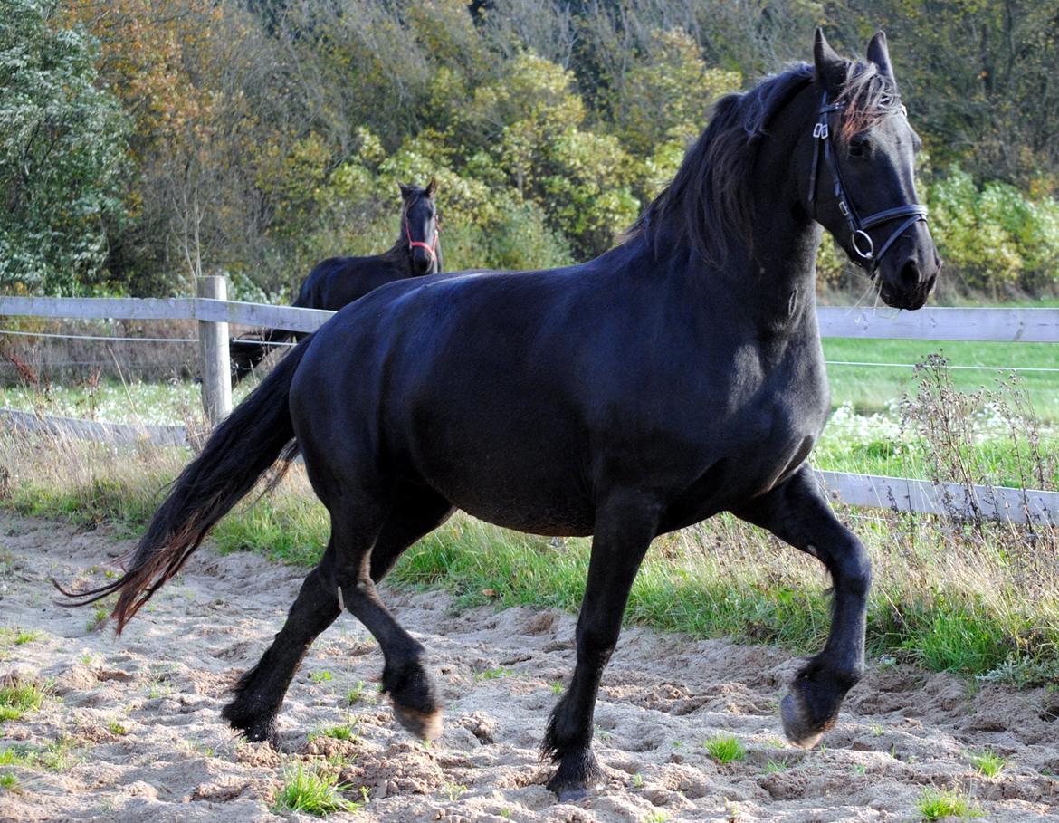 Frieser Antsje van de Martini billede 16