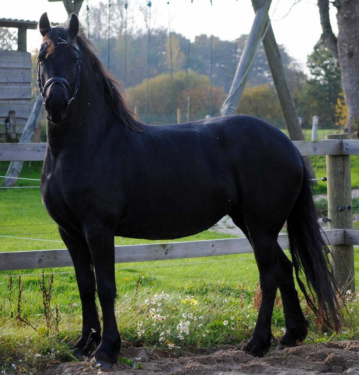 Frieser Antsje van de Martini billede 18