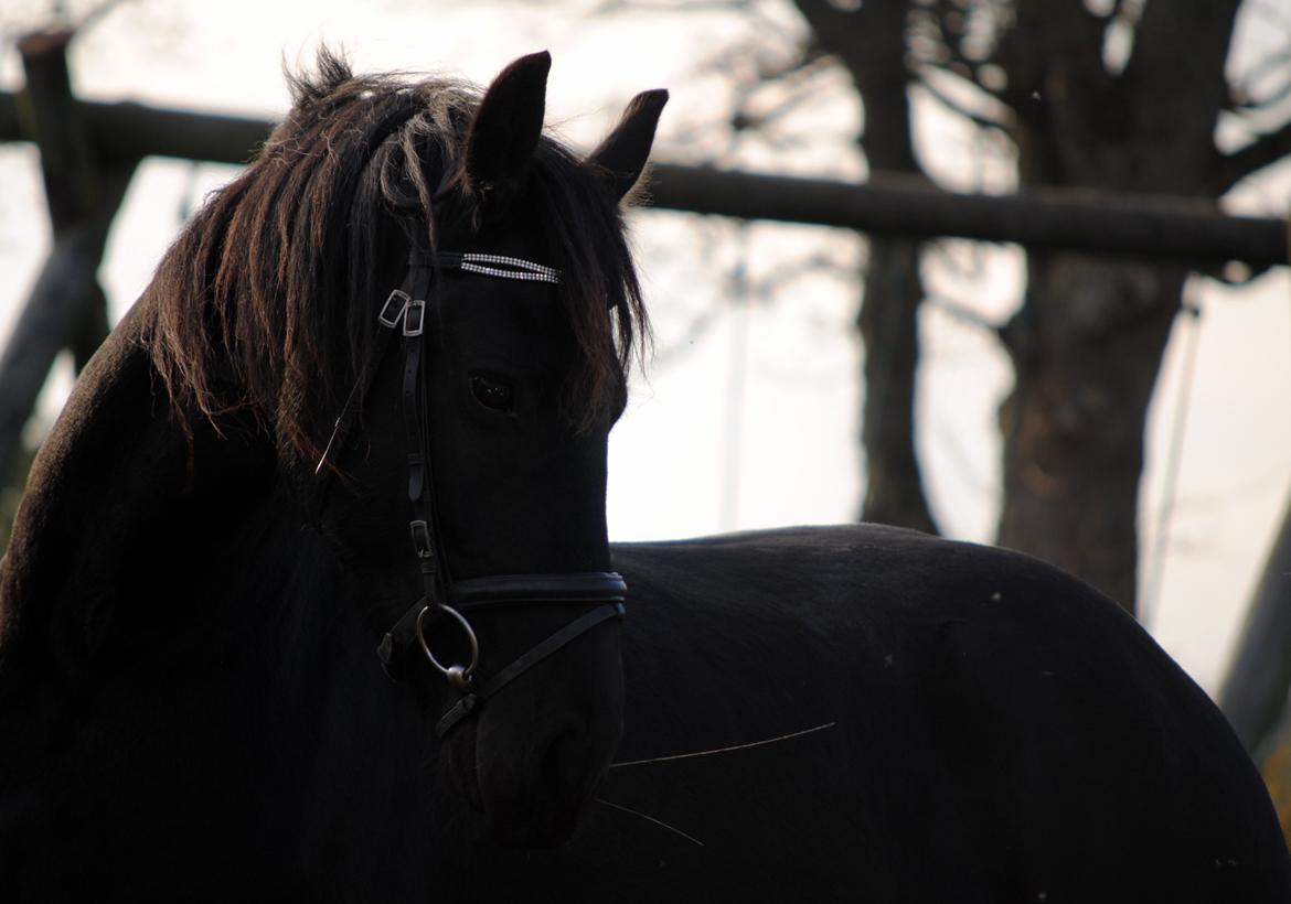 Frieser Antsje van de Martini billede 2