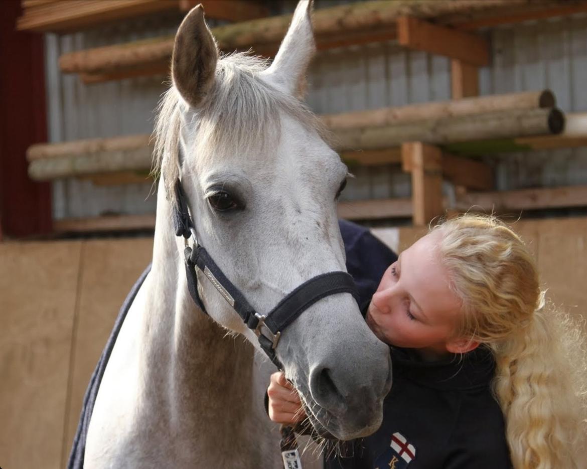 Hollandsk Sportspony Kassandra Van Klaverborch  billede 1