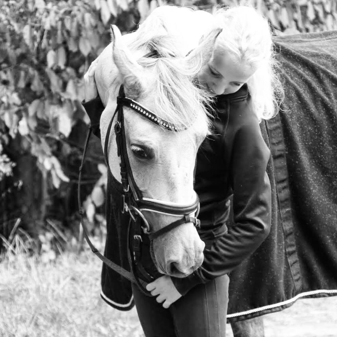 Hollandsk Sportspony Kassandra Van Klaverborch  billede 3