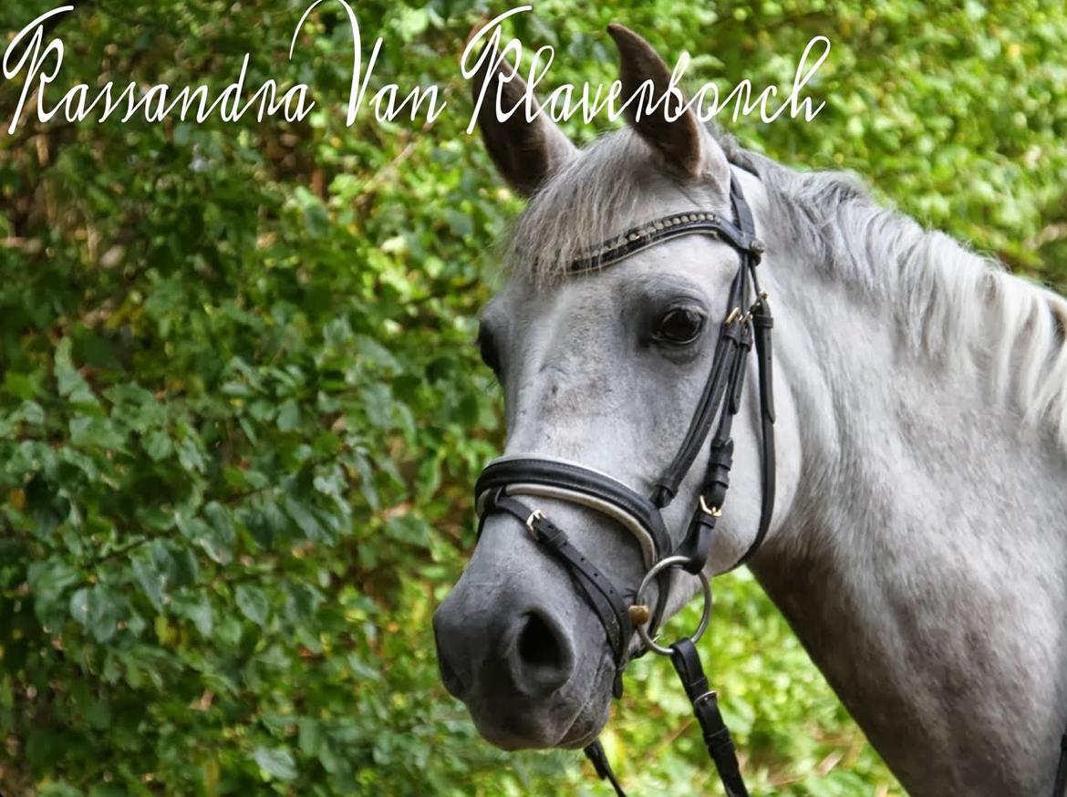 Hollandsk Sportspony Kassandra Van Klaverborch  billede 4