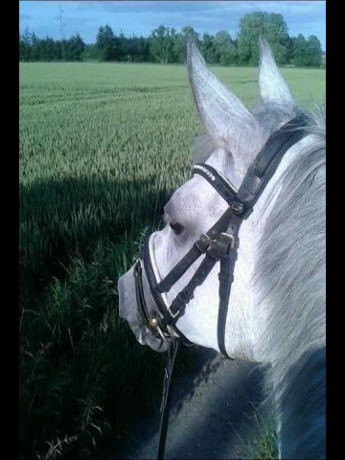 Hollandsk Sportspony Kassandra Van Klaverborch  billede 5