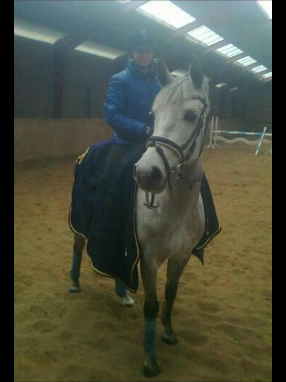 Hollandsk Sportspony Kassandra Van Klaverborch  billede 9