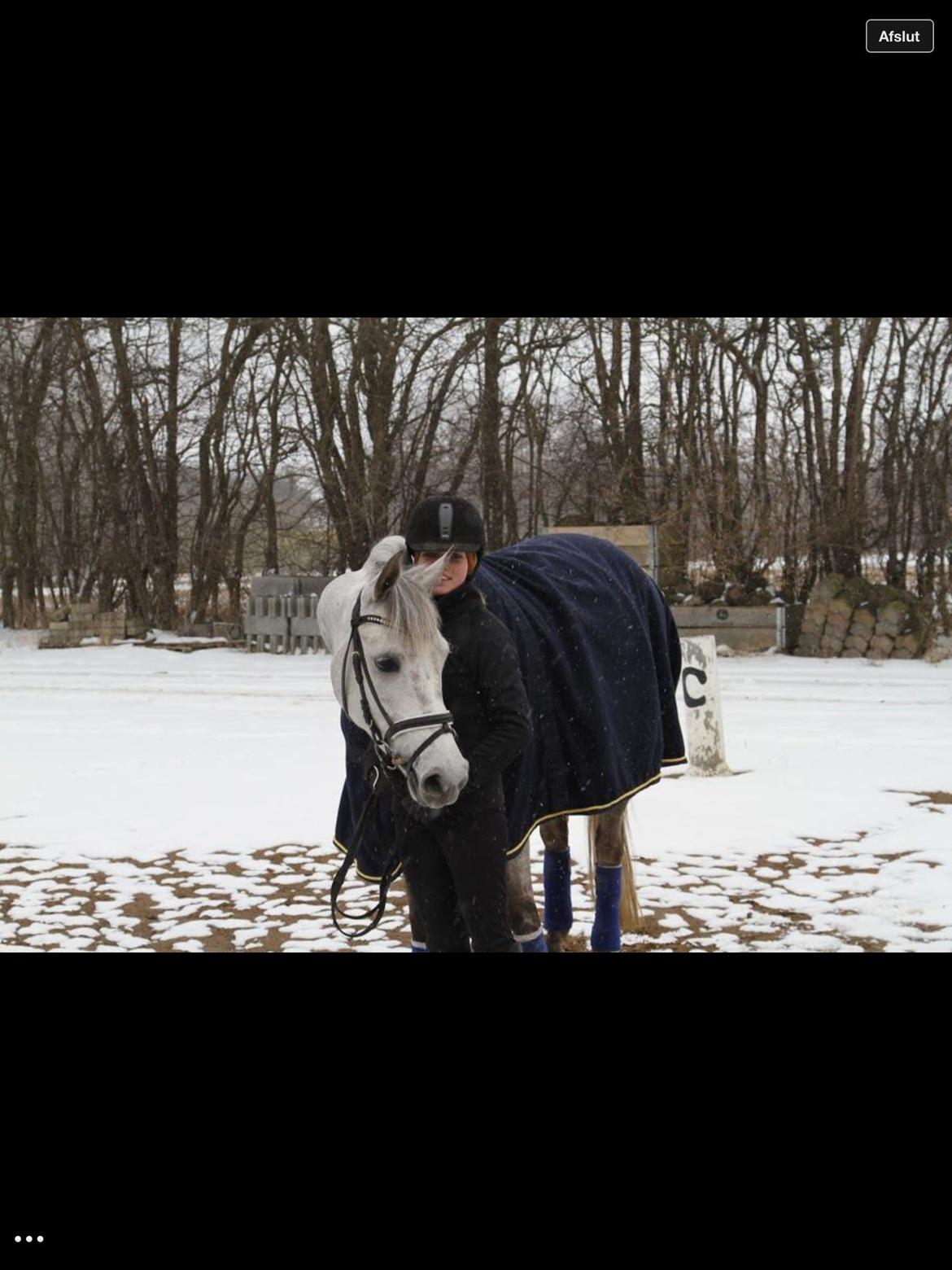 Hollandsk Sportspony Kassandra Van Klaverborch  billede 10
