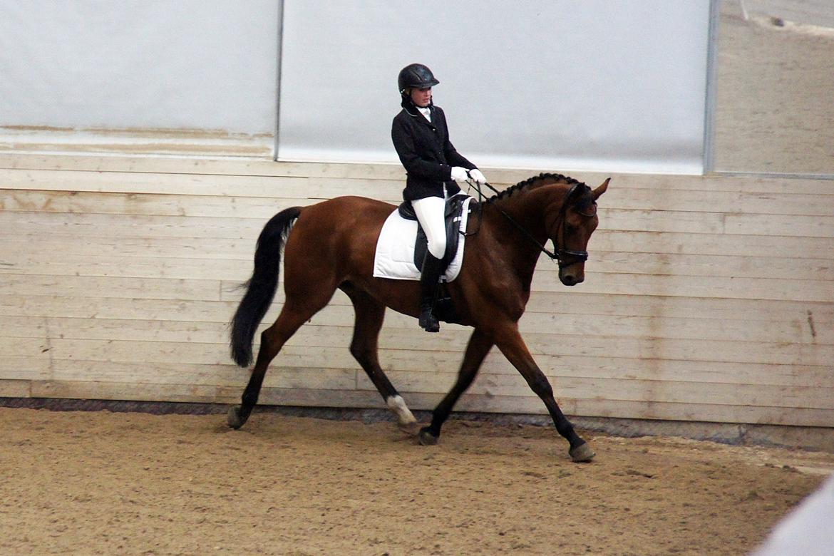 Dansk Varmblod Zaki billede 10