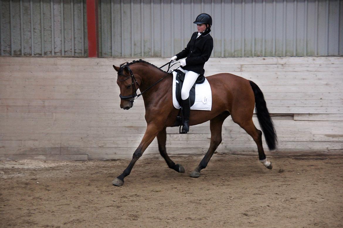 Dansk Varmblod Zaki billede 6