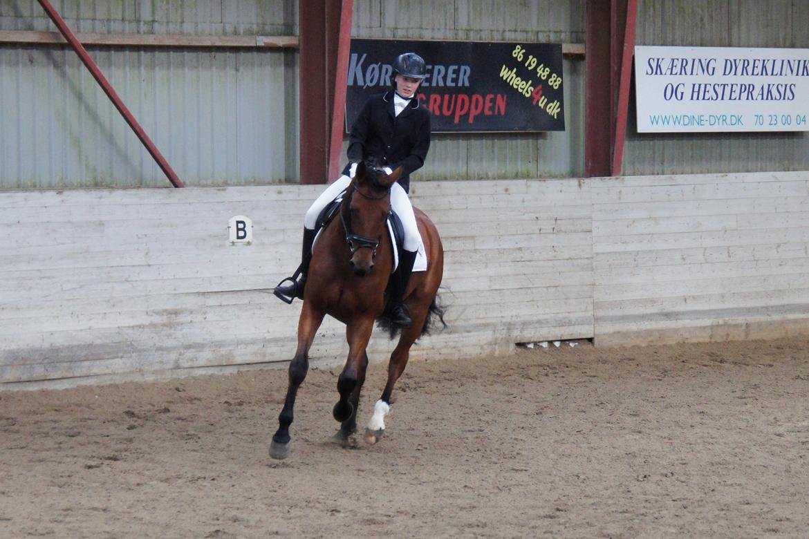 Dansk Varmblod Zaki billede 4