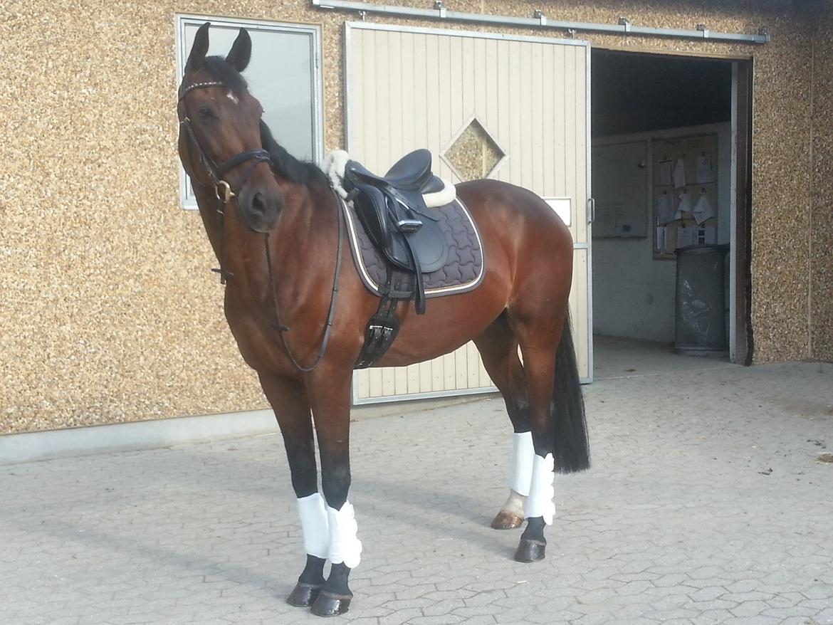 Tjekkisk Varmblod  Kusaj - Så smuk han er blevet <3 billede 14