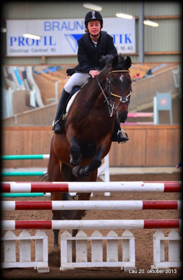 Tjekkisk Varmblod  Kusaj - Han er så nuttet.. LC :-) billede 3