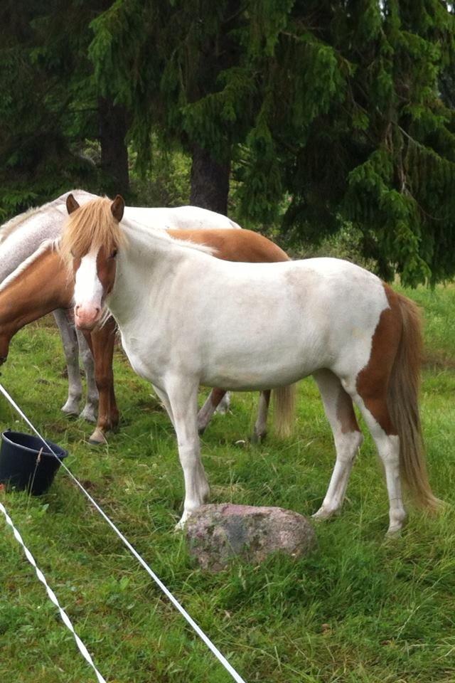 Islænder Trissa fra Nordstrand - 2 år gammel, på sommergræs :-) billede 18