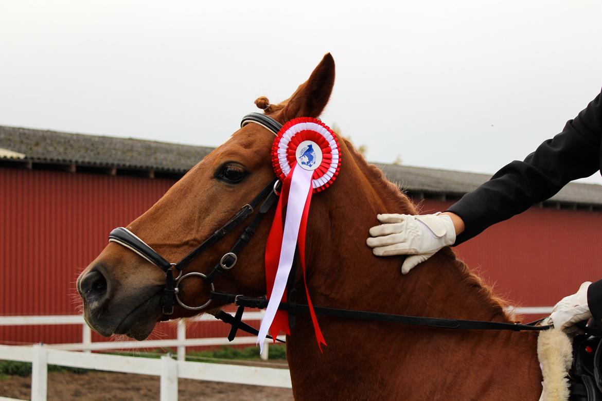 Tysk Sportspony Bacardi billede 3